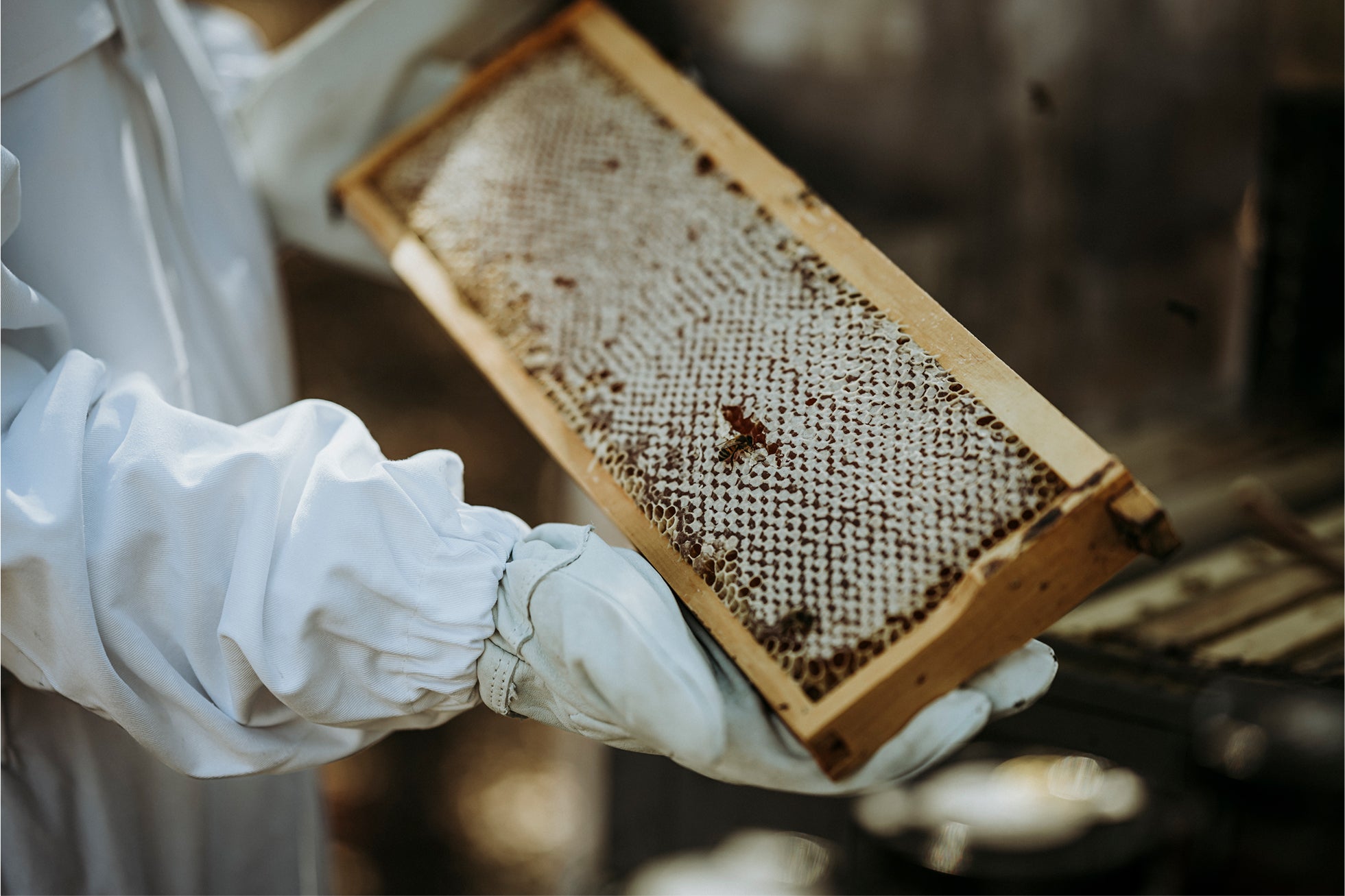 The Rare Honey Company - 100% raw, cold filtered, small batch honey